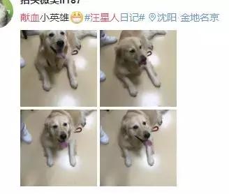 给宠物献血有什么好处,宠物献血的好处和坏处