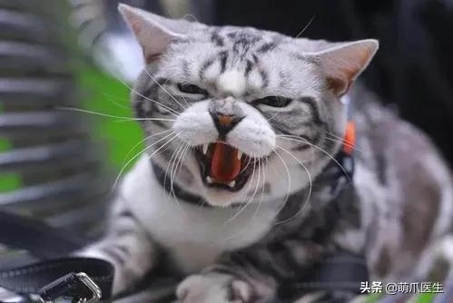 猫咪喝水碗里有红色蠕动虫子,猫咪喝水碗里有小黑虫