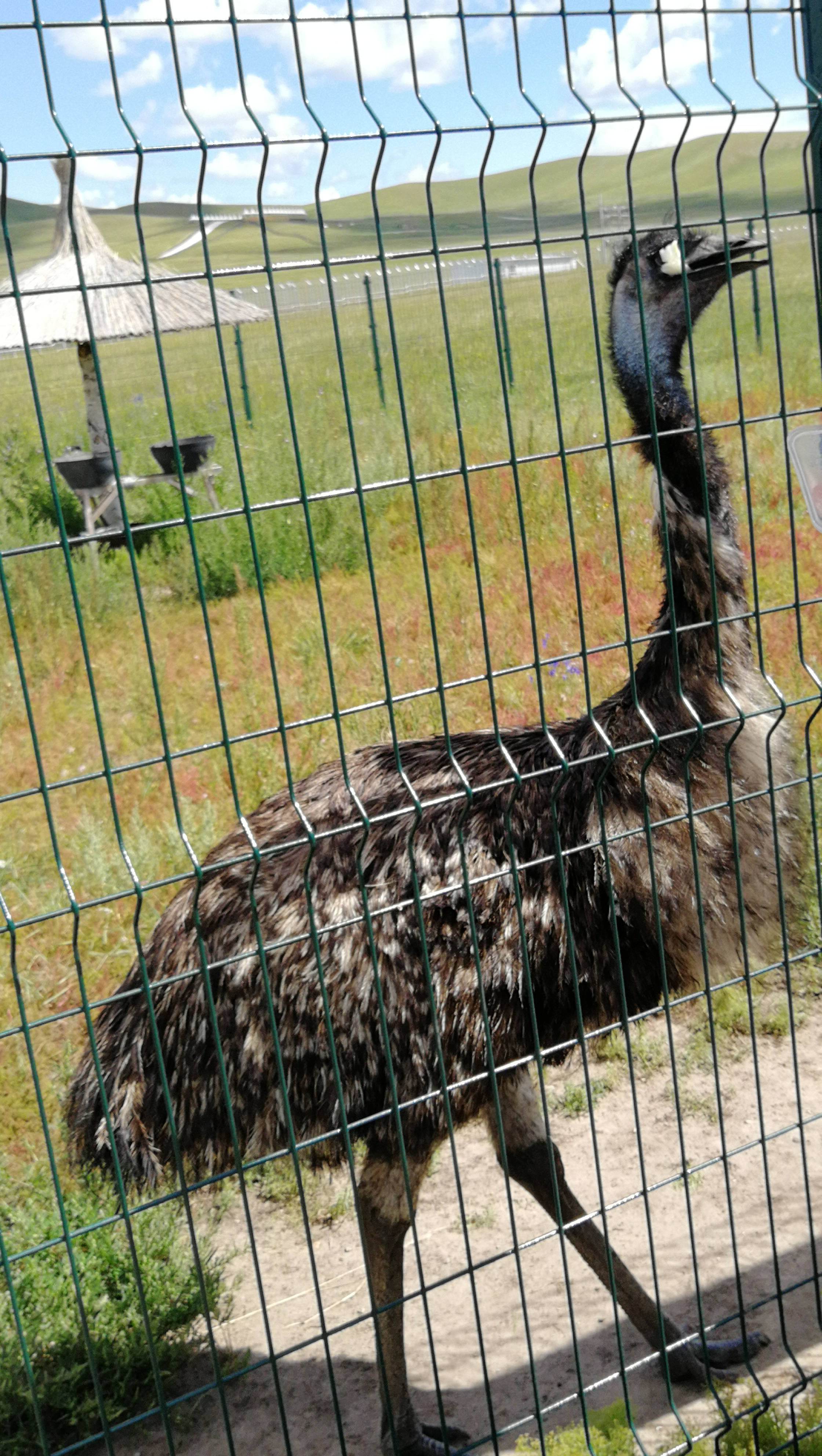 乌拉盖野狼谷狼图腾,狼图腾草原旅游