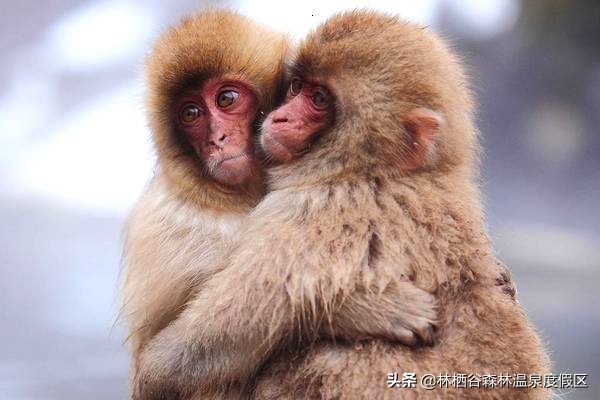 日本富士山猴子泡温泉,日本雪猴公园