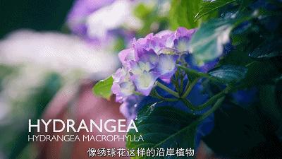 这也能拍出花?网飞又开挂了,每集都让我惊掉下巴