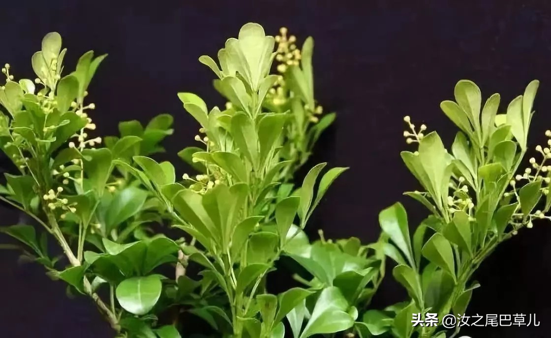 米兰花怎么养开花好看,米兰花怎样养护才开花多