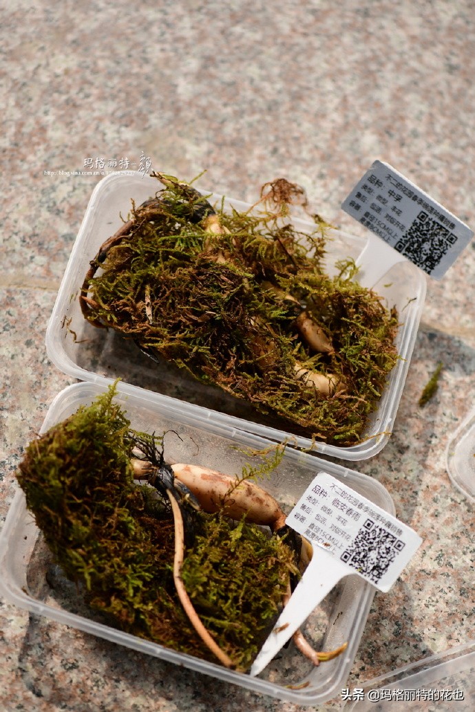 我的碗莲种子,碗莲的种植方法新手必看