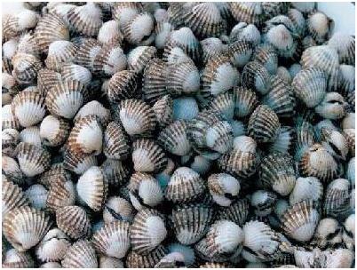 看图识海鲜，这些水产海鲜你都认识吗？