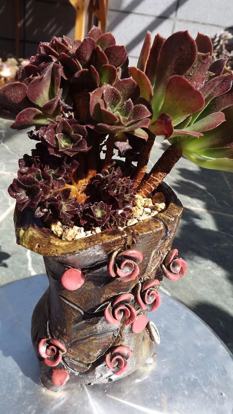 爱机车，爱多肉，宝妈花姐的诗和远方