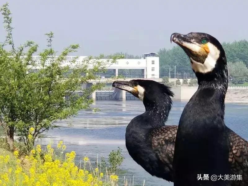 浍沟镇鸬鹚文化节,灵璧鸬鹚捕鱼节