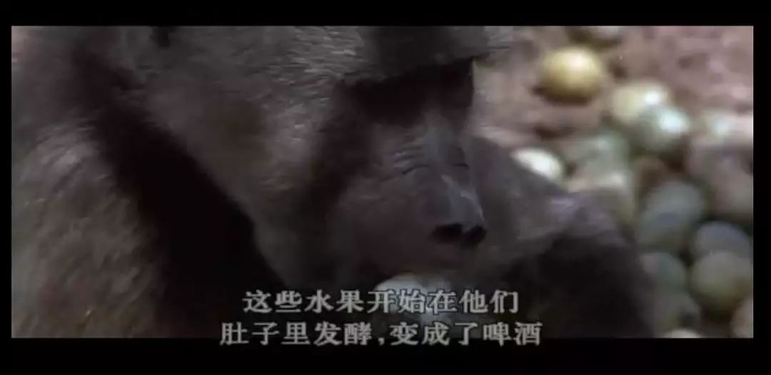 无比震撼的十部动物纪录片,15部81集顶级的自然动物纪录片