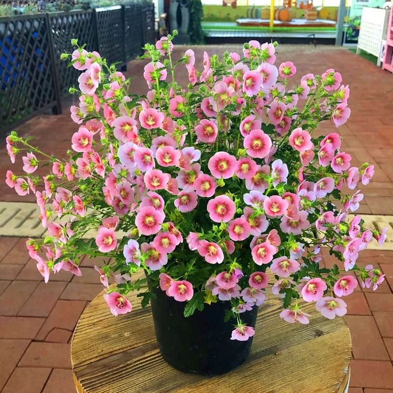 耐寒又好看的花期最好养的10种花,夏天到了5种花要少浇水