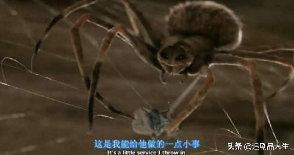 蜘蛛夏洛特和小猪的故事,夏洛特的网小猪与蜘蛛的隔空友谊