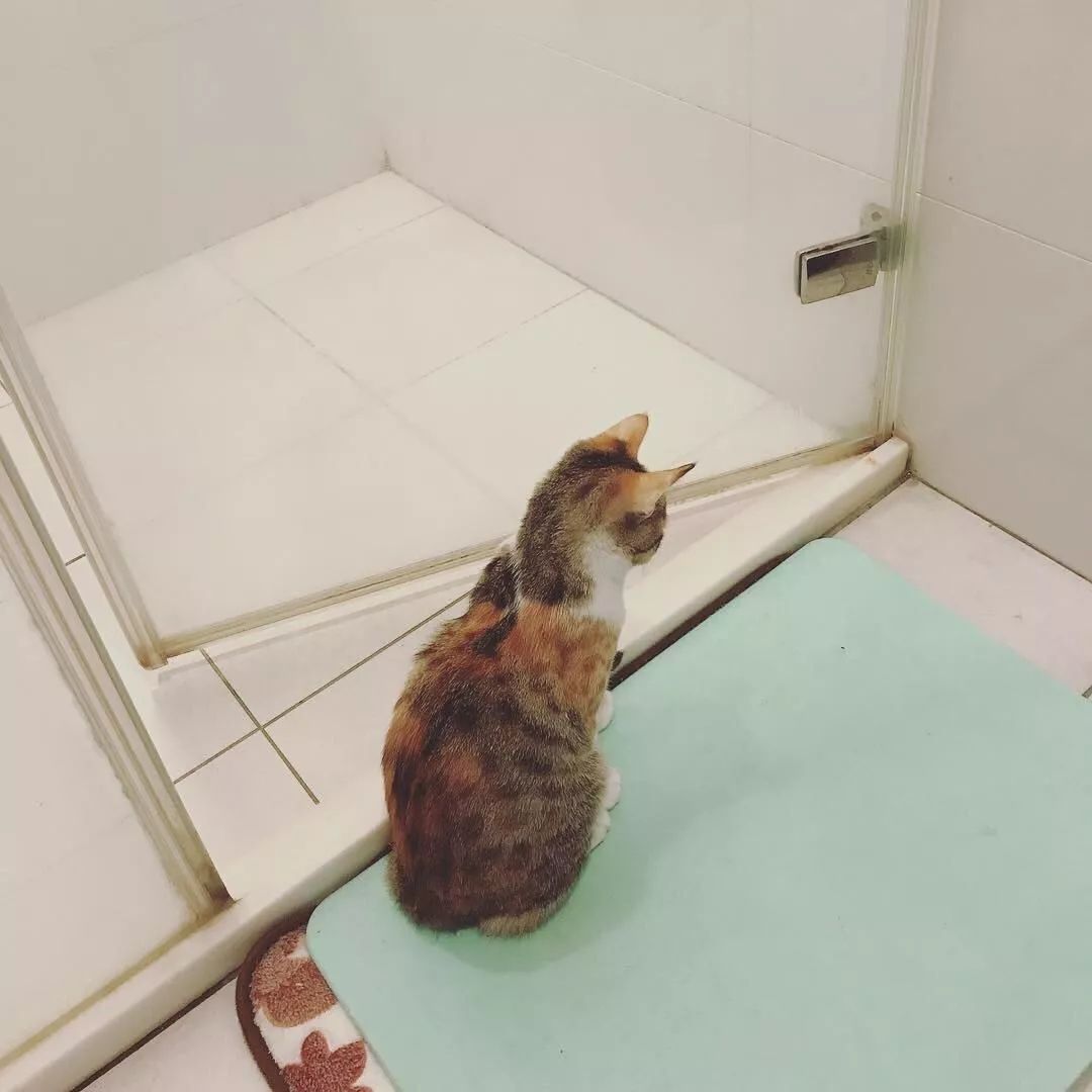 性格最温顺的小猫咪是什么,养一只超凶的小猫咪是什么体验