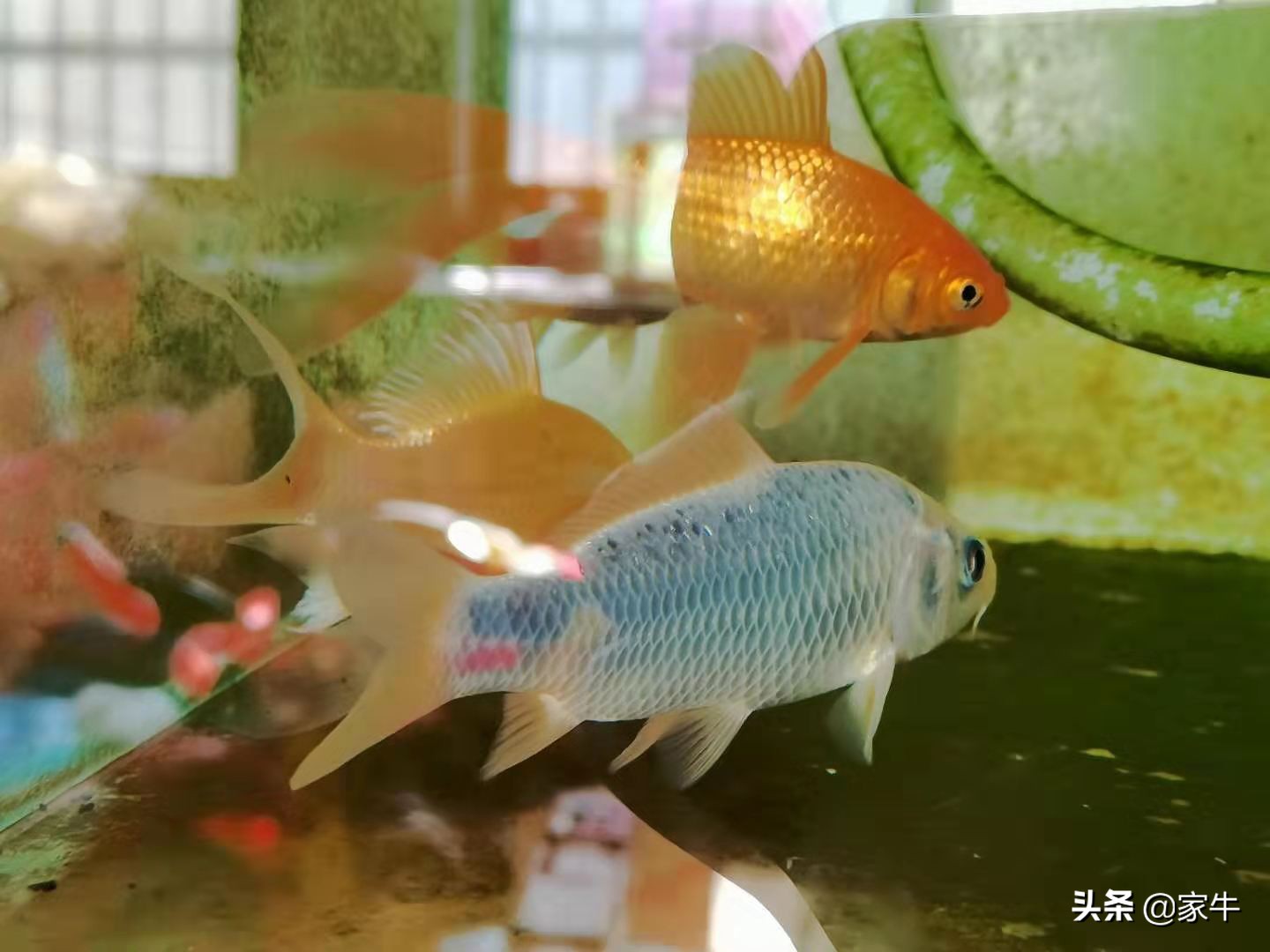 家牛的宠物龟、草金鱼、仙人球日志第308日