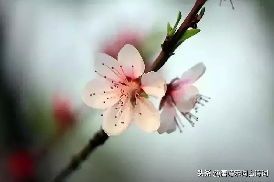 四月相聚的诗词,最美人间四月天唯美诗词