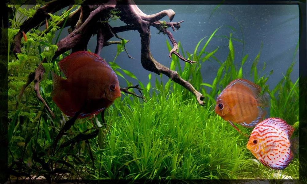 鱼缸停电水就都流出来了怎么办,鱼缸循环过滤系统停电了怎么办