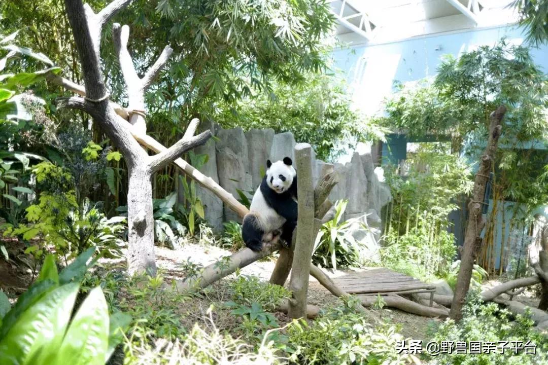 带孩子新加坡4天够玩吗,新加坡带孩子自由行几天