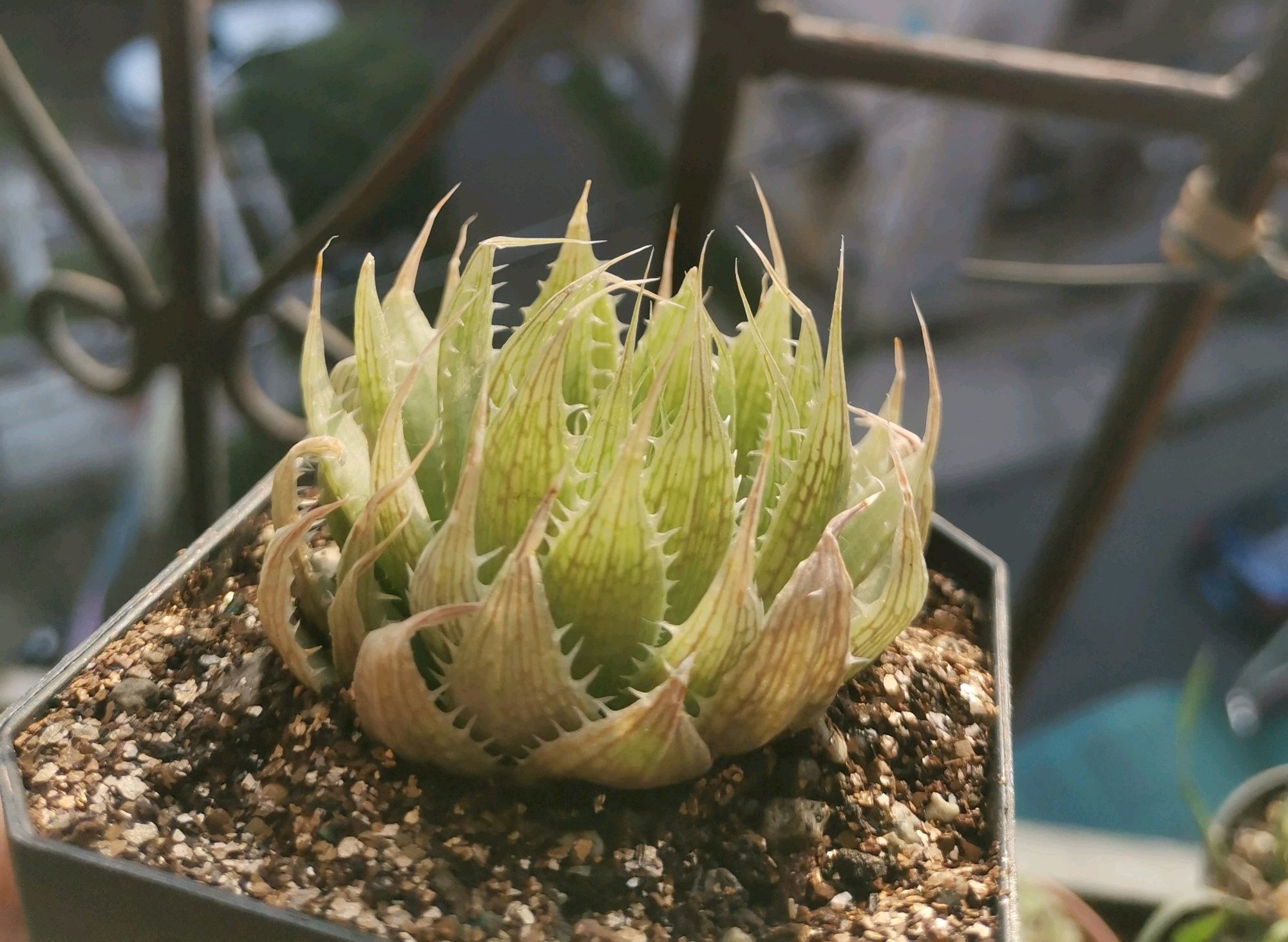 买回来的多肉越养越绿怎么回事,买回来的多肉几天就蔫了