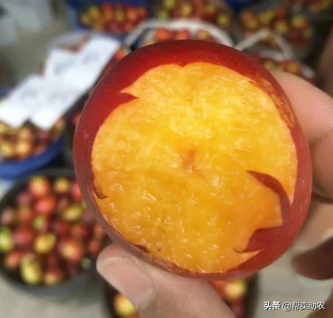 又脆又甜的油桃真好吃,油桃脆甜多汁爽口