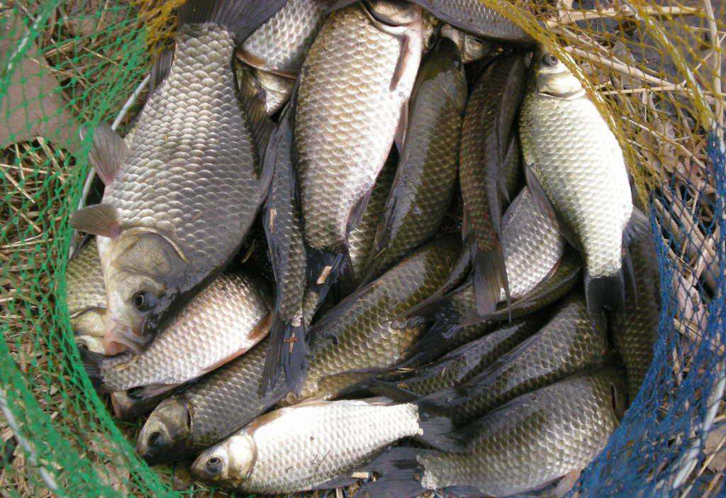 大板鲫夏天饵料,夏季大板鲫饵料搭配什么饵料最佳