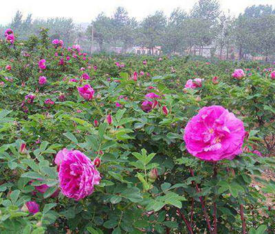 玫瑰花的养护方法及注意事项,玫瑰花的养护方法大全视频