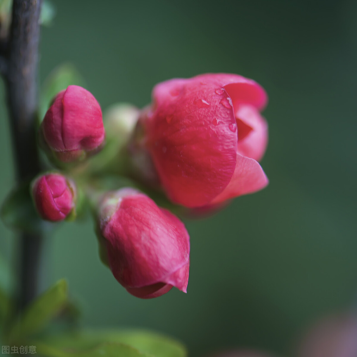 浮云吹作雪世味煮成茶下联的意思,浮云吹作雪世味煮成茶是什么意思