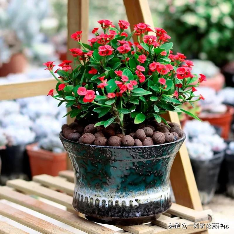 最毒的五种花不能在家里养,家里不能养的六种花会招来鬼