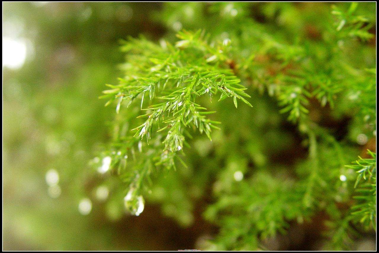 如何在野外寻找水源,野外寻找水源和净化水的小诀窍