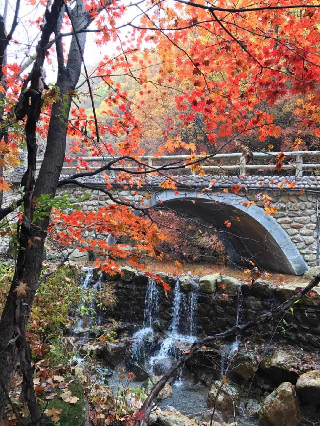 秋天来本溪赏枫叶,醉美枫叶季