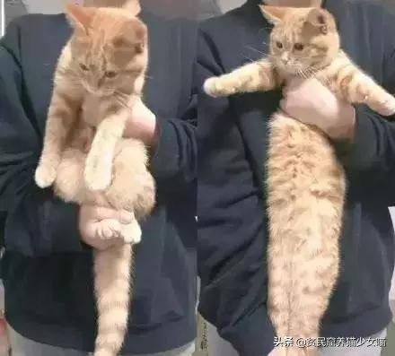 猫应该怎么抱才不会跑也不会咬人,你抱猫咪的方法正确吗