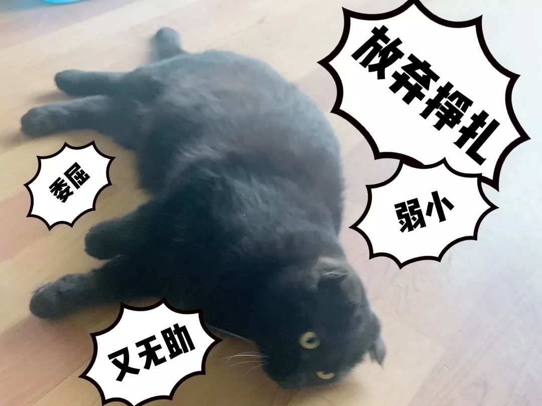 中华田园猫为什么叫中华田园猫呢,中华田园猫乌云盖雪是招财猫吗