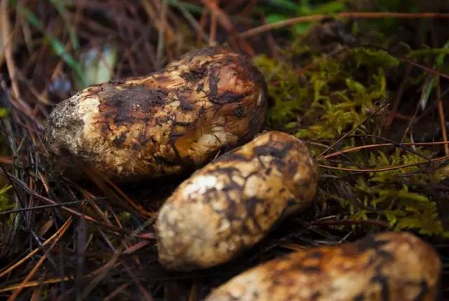 新鲜松茸的正确清洗方法图片,松茸正确的储存方法和清洗