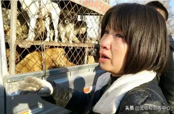 救了一只快要饿死的流浪狗,饥荒一大群猎狗来了怎么办