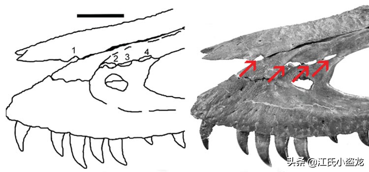 霸王龙和巨齿鲨的咬合力哪个厉害,4个霸王龙的咬合力加起来有多大