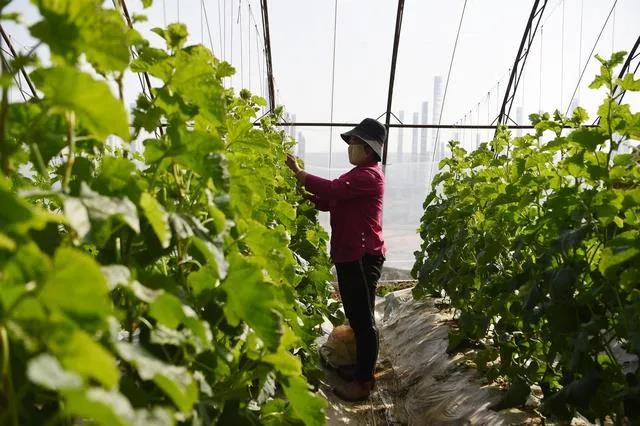 行情难,行情难做