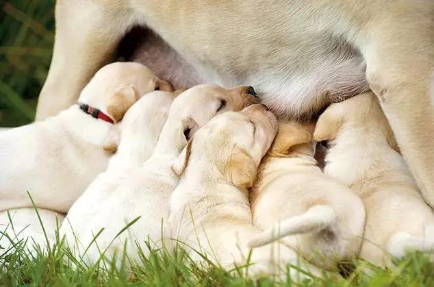 狗狗怀孕50天最明显的征兆有哪些,家里狗狗意外怀孕