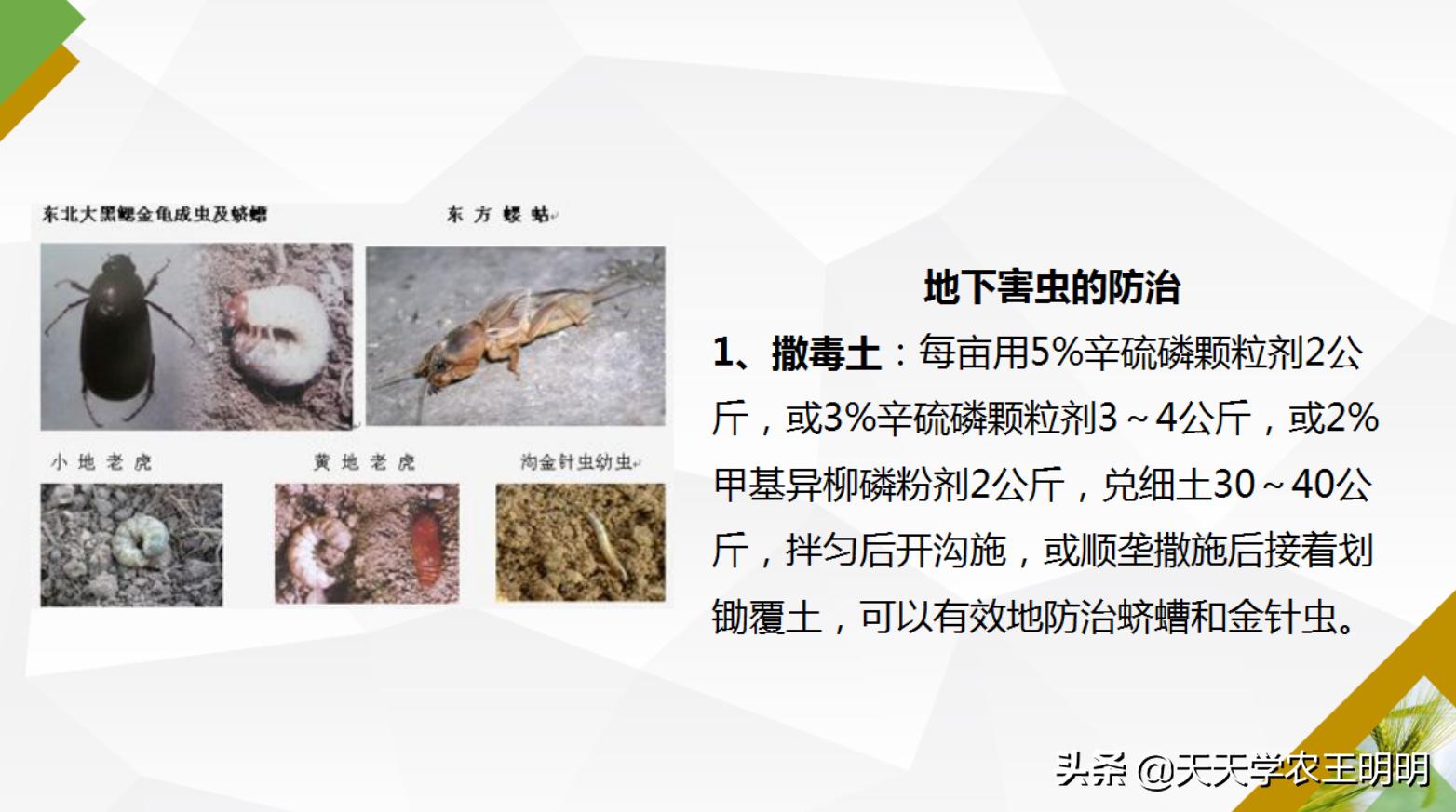 小麦主要虫害及防治方法思维导图,小麦虫害用什么药