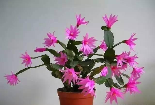 开花超美de仙人掌三千金：蟹爪兰、仙人指、假昙花，你能分清吗？