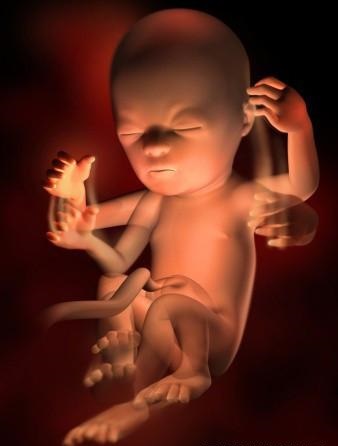 胎儿发育全过程标本,是否能看到胎儿的发育过程