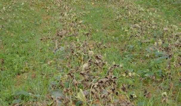 甜瓜霜霉病危害叶片减产严重，采取5项技术措施综合防治效果好