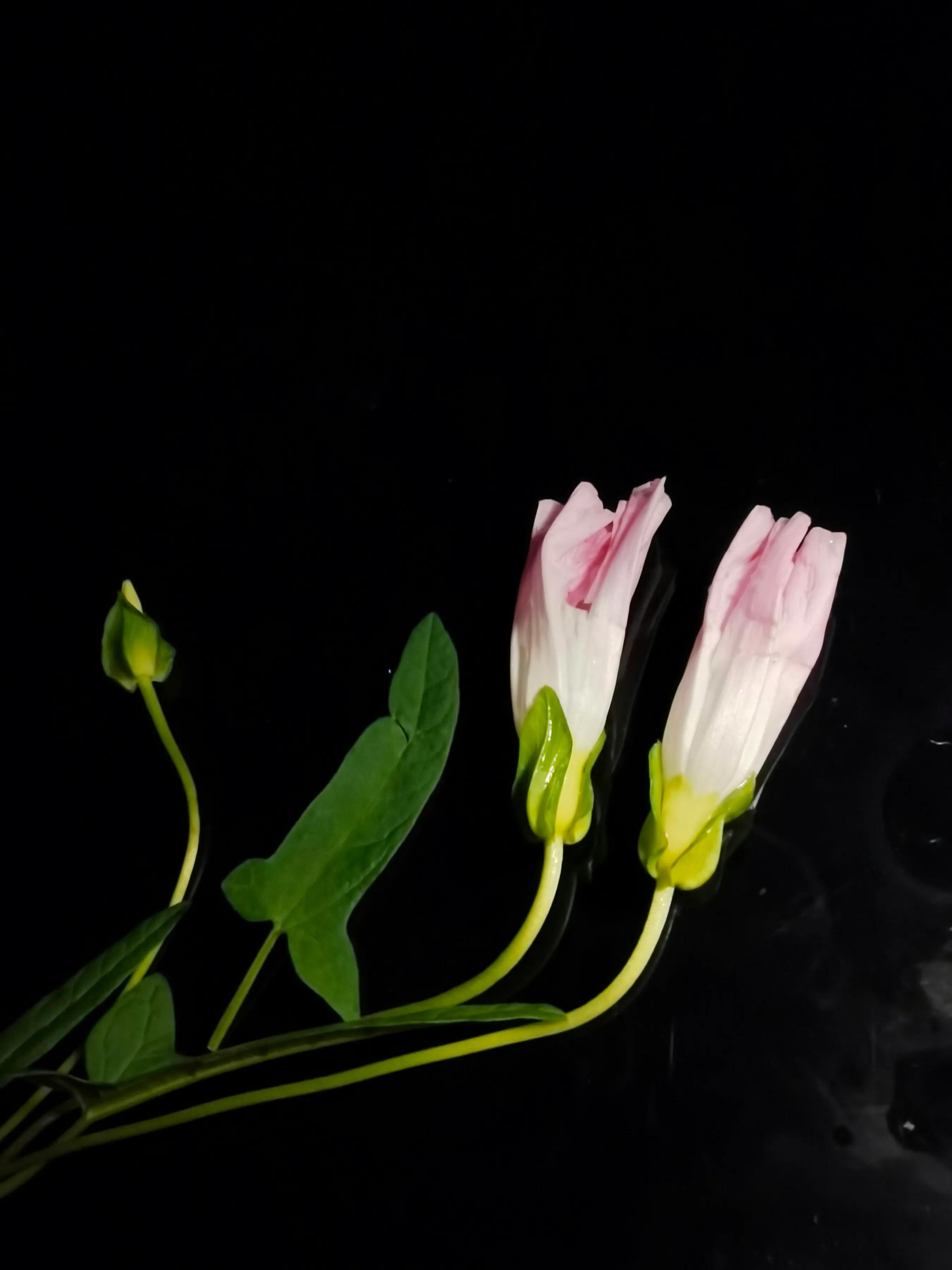 手机摄影手册圈友作品选第7期,手机摄影手册圈友作品选第6期