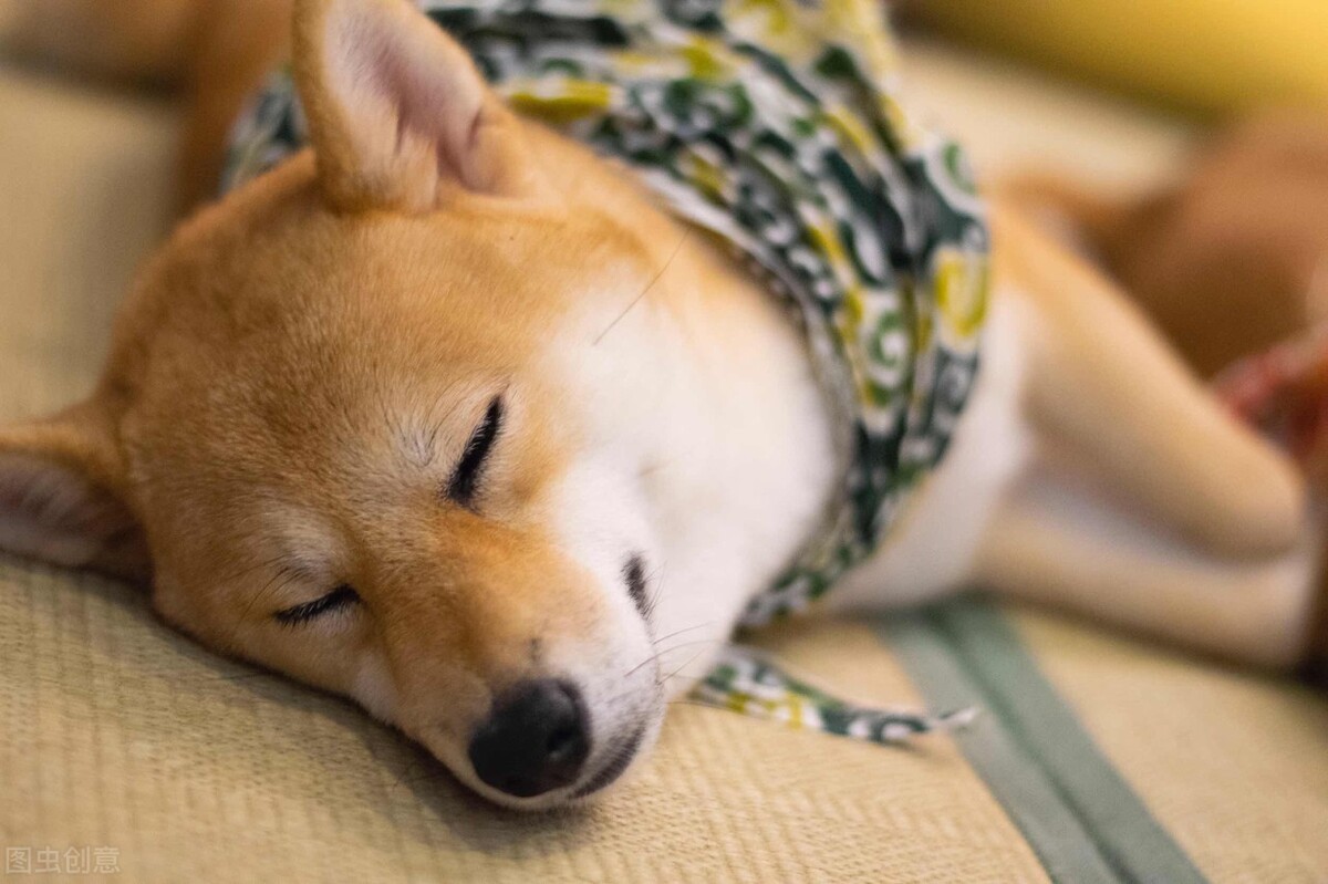 狗狗打呼噜是肾虚吗,狗狗生病了睡觉打呼噜怎么办