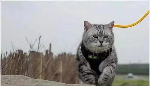 猫和同体型小老虎,猫咪从小和老虎长大后的样子