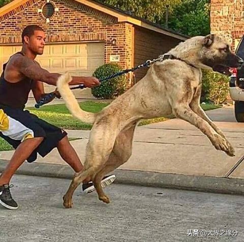 世界上5种最大的獒犬,比藏獒还厉害的10种犬