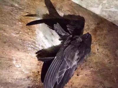 印尼燕窝跟马来燕窝哪个好,sohealthy燕窝是印尼燕窝吗