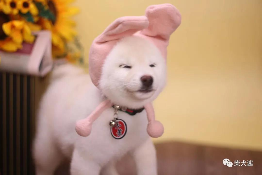 买1000元柴犬币,1000块钱买了只柴犬