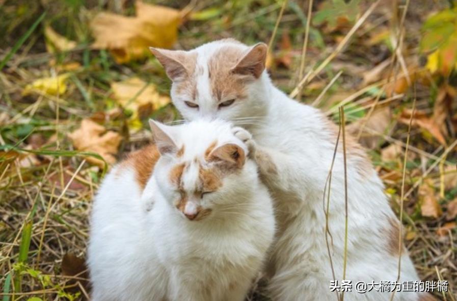 抓住猫脖子后果,抓住猫脖子为啥会蹬脚