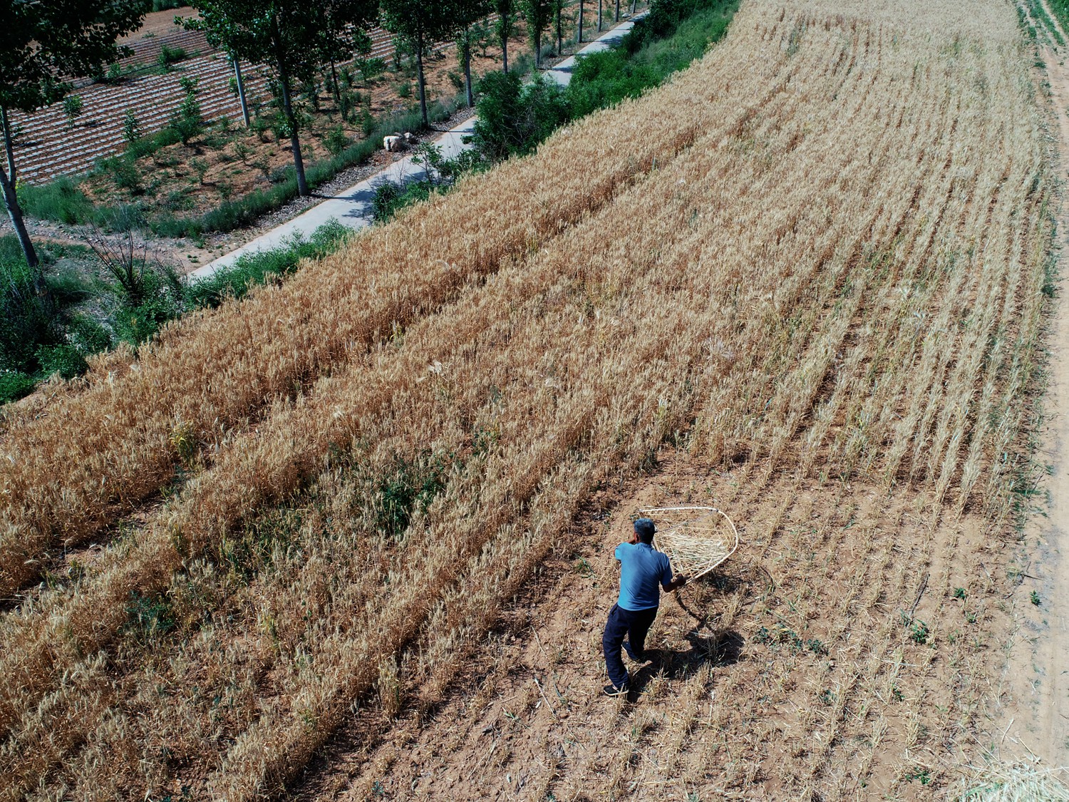 割麦神器大全视频,农民割麦用什么神器