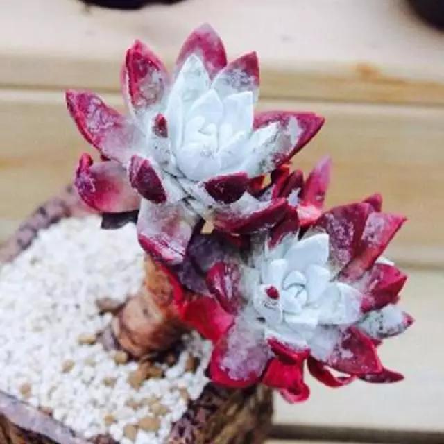 最值得买的多肉品种,包邮最漂亮多肉