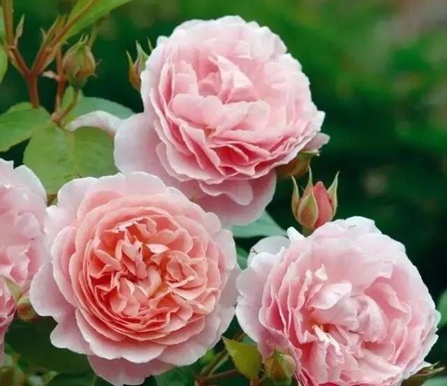 每天学习一点点各种花代表的花语,每天学习一朵花知识