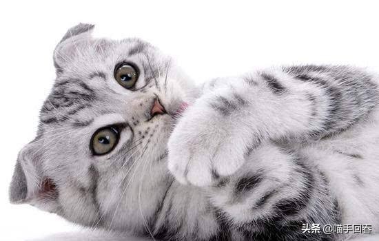 猫咪缺铁有什么症状,猫咪贫血症状表现吃什么药