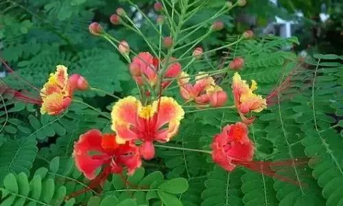 河南城市的市花有哪些花,全国56市市花图片