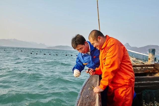 乳山生蚝也许是性价比最高的生蚝,正宗乳山生蚝上市了来尝鲜